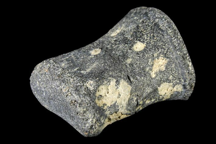 Fossil Hadrosaur Phalange - Alberta (Disposition #-) #134504